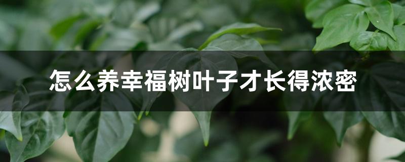 怎么养幸福树叶子才长得浓密