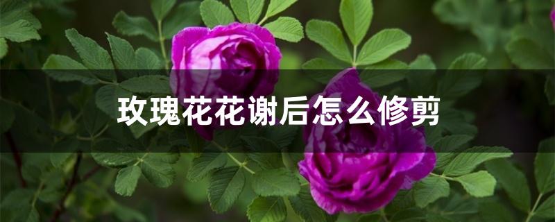 玫瑰花花谢后怎么修剪