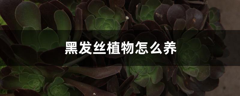 黑发丝植物怎么养