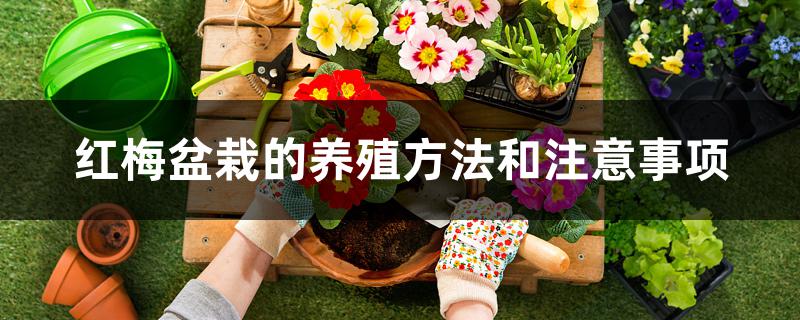 红梅盆栽的养殖方法和注意事项 红梅盆栽的养殖方法和注意事项