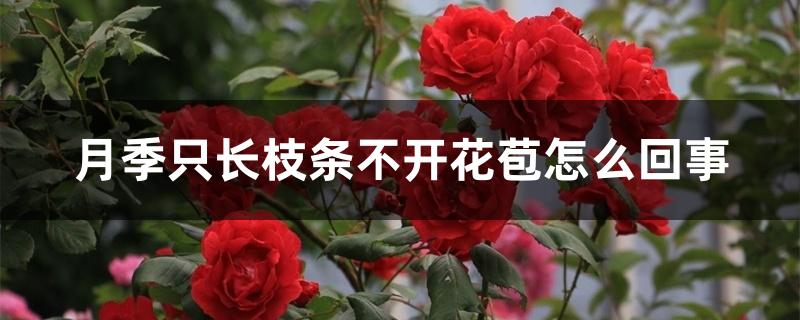 月季只长枝条不开花苞怎么回事