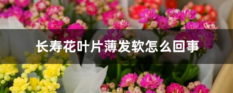 长寿花叶片薄发软怎么回事