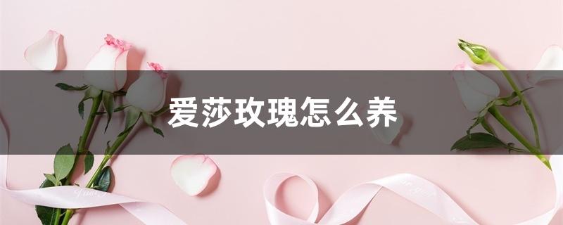 爱莎玫瑰怎么养 爱莎玫瑰怎么养
