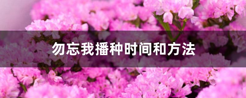 勿忘我播种时间和方法 勿忘我播种时间和方法