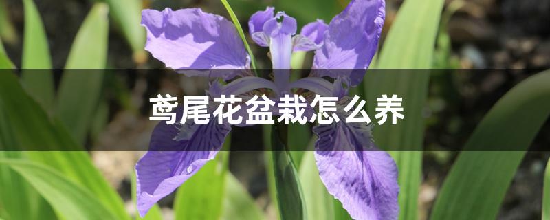 鸢尾花盆栽怎么养