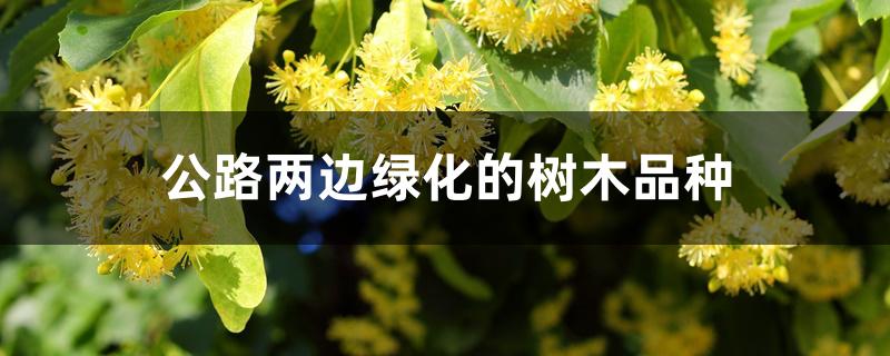 公路两边绿化的树木品种 公路两边绿化的树木品种