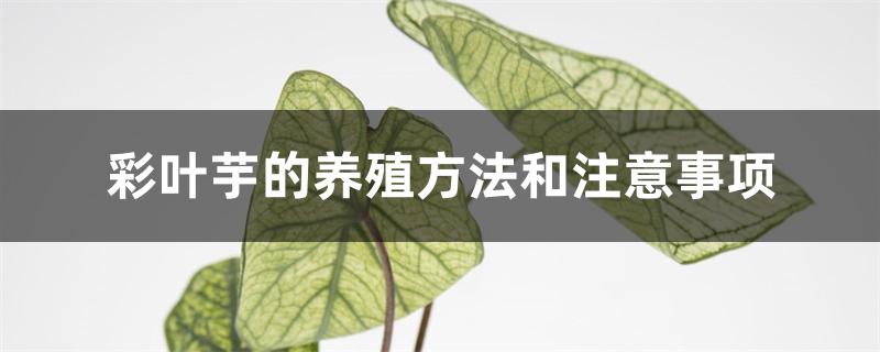 彩叶芋的养殖方法和注意事项