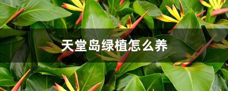 天堂鸟绿植怎么养