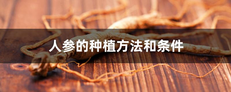 人参的种植方法和条件