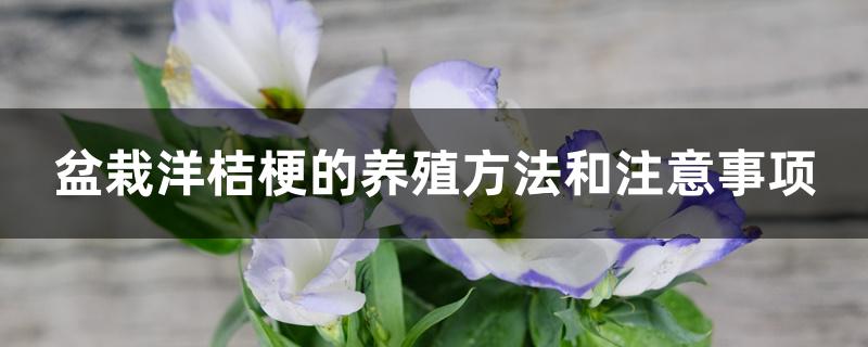 盆栽洋桔梗的养殖方法和注意事项