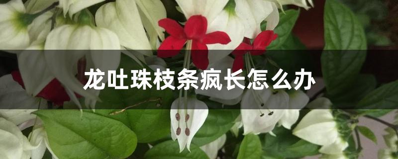 龙吐珠枝条疯长怎么办