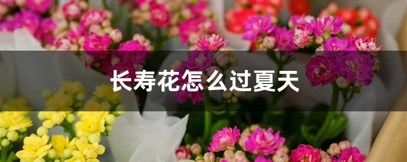 长寿花怎么过夏天