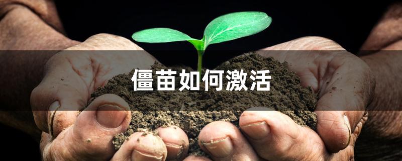 僵苗如何激活 僵苗如何激活