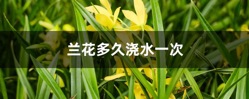兰花多久浇水一次 兰花多久浇水一次