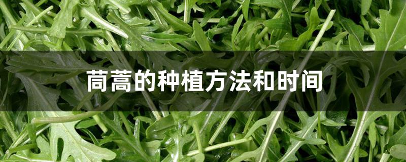 茼蒿的种植方法和时间