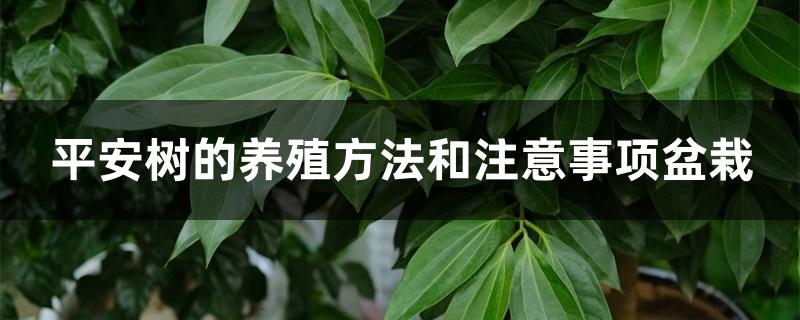 平安树的养殖方法和注意事项盆栽