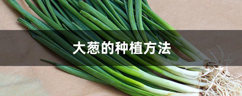 大葱的种植方法