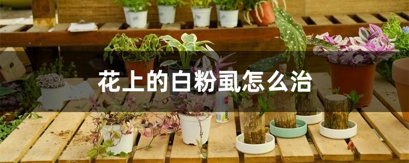 花上的白粉虱怎么治