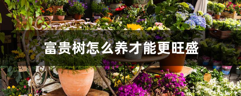 富贵树怎么养才能更旺盛