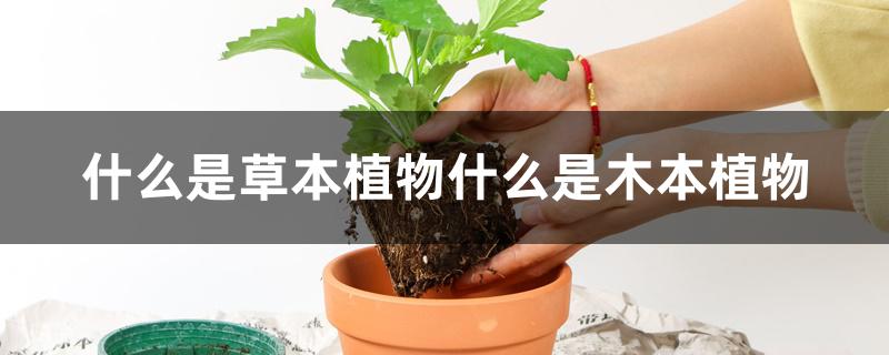 什么是草本植物什么是木本植物