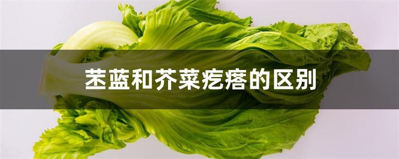 苤蓝和芥菜疙瘩的区别 苤蓝和芥菜疙瘩的区别