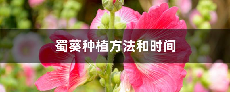 蜀葵种植方法和时间