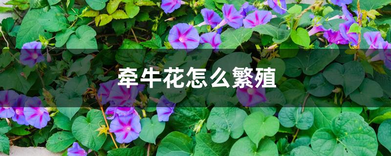 牵牛花怎么繁殖