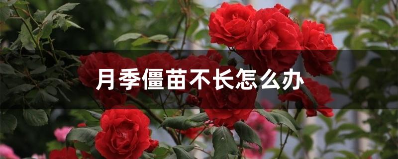 月季僵苗不长怎么办