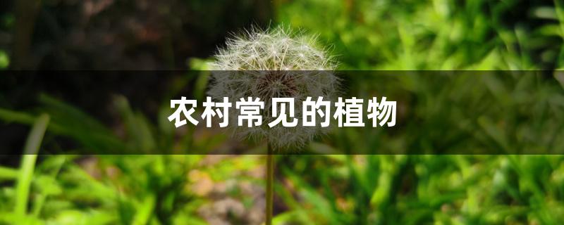 农村常见的植物