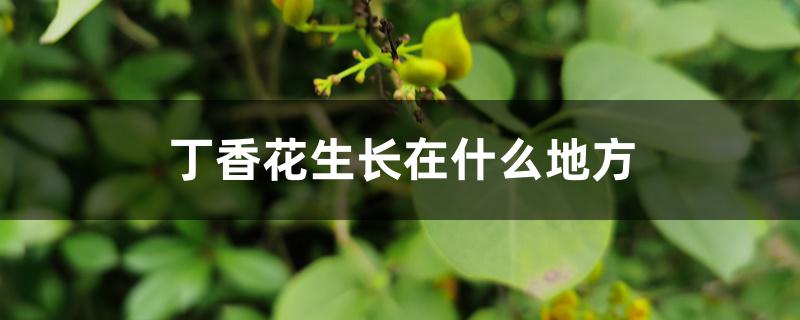 丁香花生长在什么地方