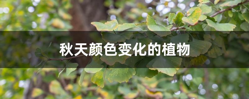 秋天颜色变化的植物