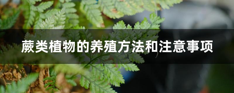 蕨类植物的养殖方法和注意事项