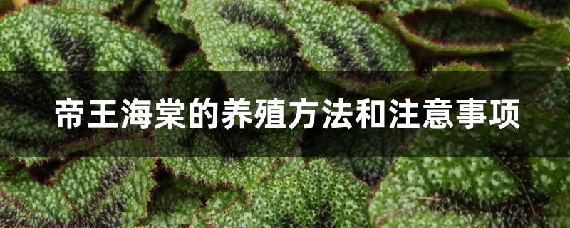 帝王海棠的养殖方法和注意事项