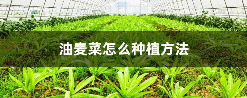 油麦菜怎么种植方法