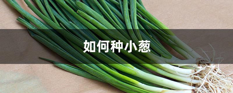 如何种小葱
