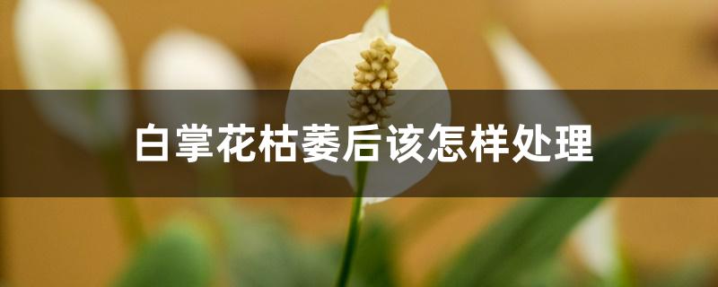 白掌花枯萎后该怎样处理