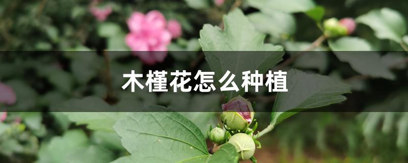木槿花怎么种植 木槿花怎么种植