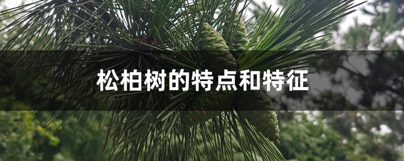 松柏树的特点和特征