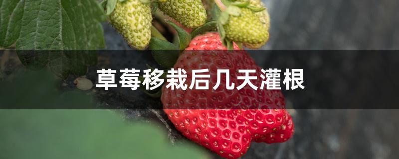 草莓移栽后几天灌根