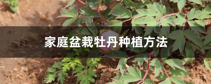 家庭盆栽牡丹种植方法