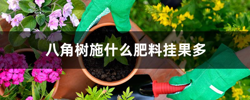 八角树施什么肥料挂果多
