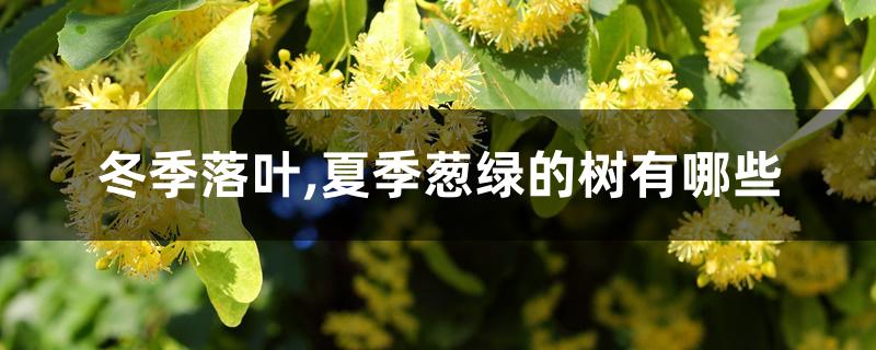 冬季落叶,夏季葱绿的树有哪些