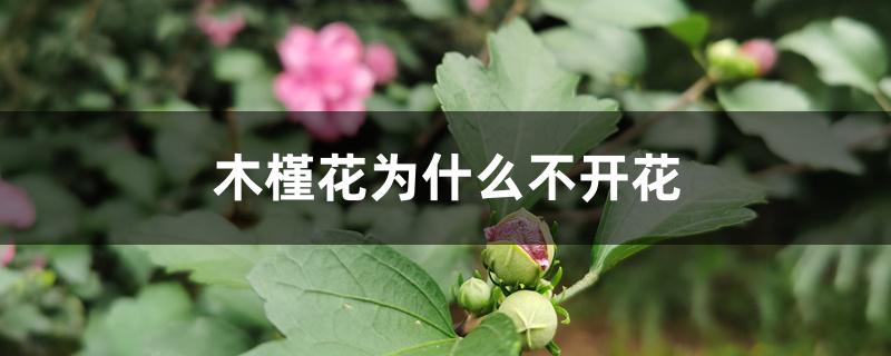 木槿花为什么不开花 木槿花为什么不开花