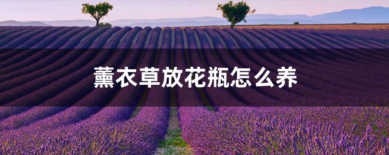 薰衣草放花瓶怎么养