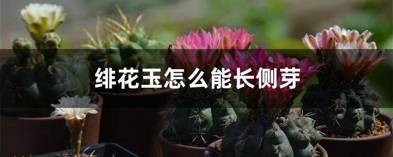 绯花玉怎么能长侧芽