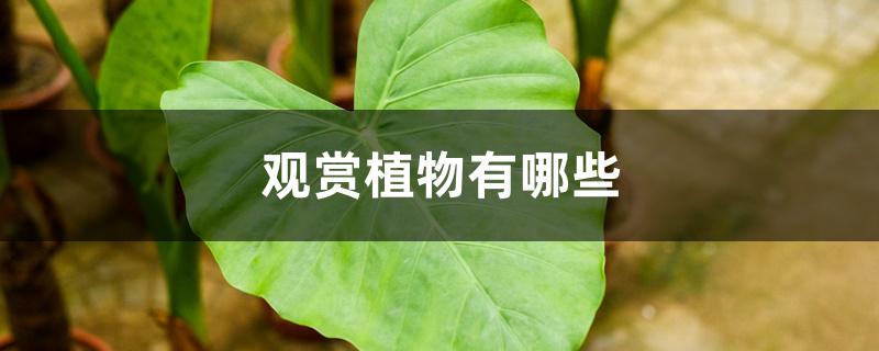 观赏植物有哪些 观赏植物有哪些