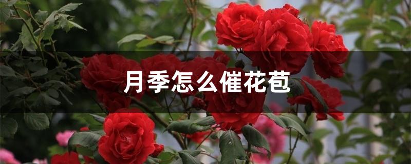 月季怎么催花苞