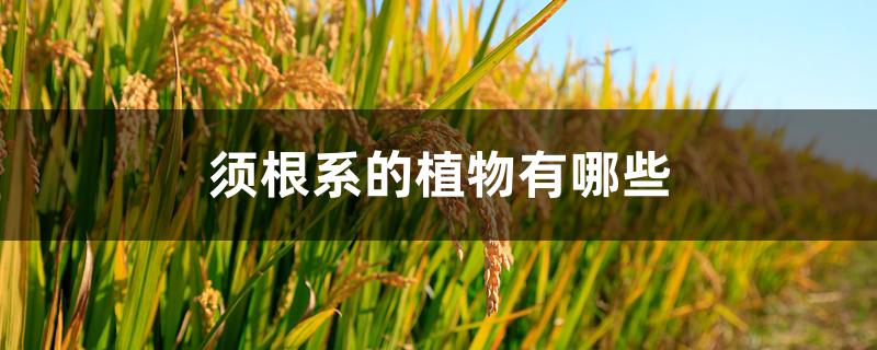 须根系的植物有哪些