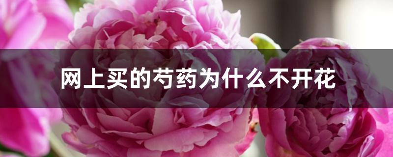 网上买的芍药为什么不开花
