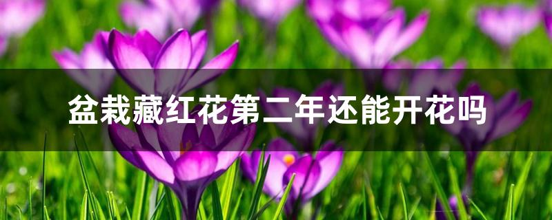 盆栽藏红花第二年还能开花吗 盆栽藏红花第二年还能开花吗